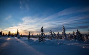 Winter, snow, spruce, sunset wallpaper thumb