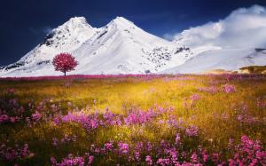 Snow mountain, pink wild flowers, grass wallpaper thumb