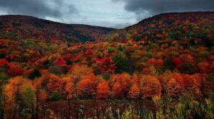 Beautiful Fall Colors Forest wallpaper thumb