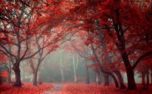 Landscape, Nature, Park, Leaves, Road, Fall, Trees, Mist, Red wallpaper thumb