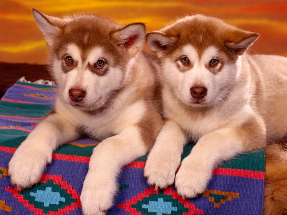 Siberian Husky Puppies wallpaper,puppy wallpaper,husky wallpaper,siberian wallpaper,animals wallpaper,1600x1200 wallpaper