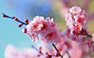 Spring, twigs, pink cherry flowers, blur background wallpaper thumb