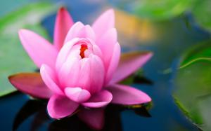 Pink water lily flower close-up wallpaper thumb