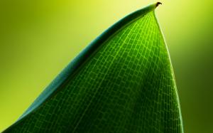 Green Leaf Macro HD wallpaper thumb