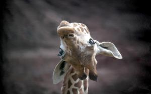 Giraffe look up, face wallpaper thumb