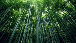 Green bamboo, bamboo, bamboo leaves wallpaper thumb
