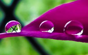 Water drops on purple petal wallpaper thumb