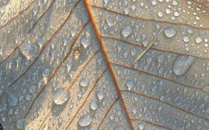 Leaf close-up, water drops wallpaper thumb
