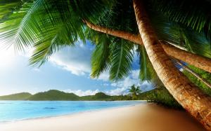Tropical Palm Trees Beach Ocean HD Desktop wallpaper thumb
