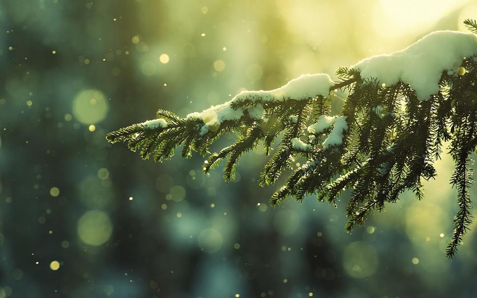 Pine Branch With Snow wallpaper,snow HD wallpaper,pine HD wallpaper,winter HD wallpaper,holiday HD wallpaper,3d & abstract HD wallpaper,1920x1200 wallpaper