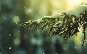 Pine Branch With Snow wallpaper thumb