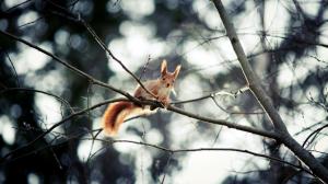 Cute squirrel, high tree, twig wallpaper thumb