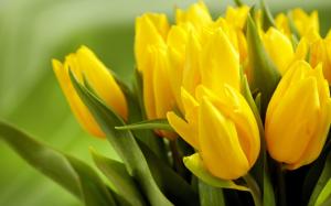 Beautiful Yellow Tulips wallpaper thumb