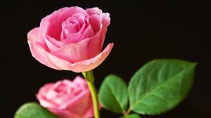 Best Pink Roses HD wallpaper thumb