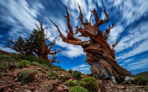 USA, California, Ancient Bristlecone Pine Forest, wood, rocks, blue sky wallpaper thumb