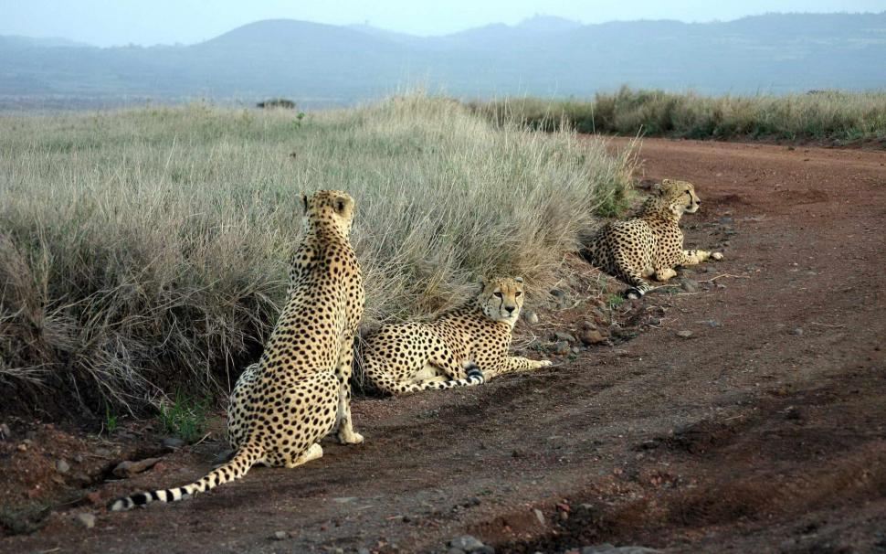 Cheetahs Waiting For Lunch To Come Down The Road wallpaper,grass HD wallpaper,cheetahs HD wallpaper,road HD wallpaper,mountains HD wallpaper,animals HD wallpaper,1920x1200 wallpaper