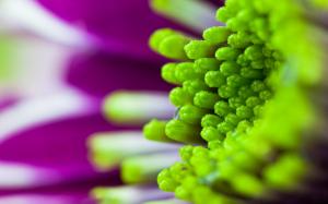 Flower macro beautiful purple green wallpaper thumb
