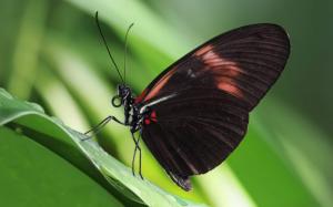 Black Butterfly on a Leaf wallpaper thumb