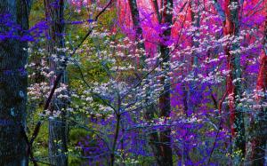 Blooming Forest wallpaper thumb