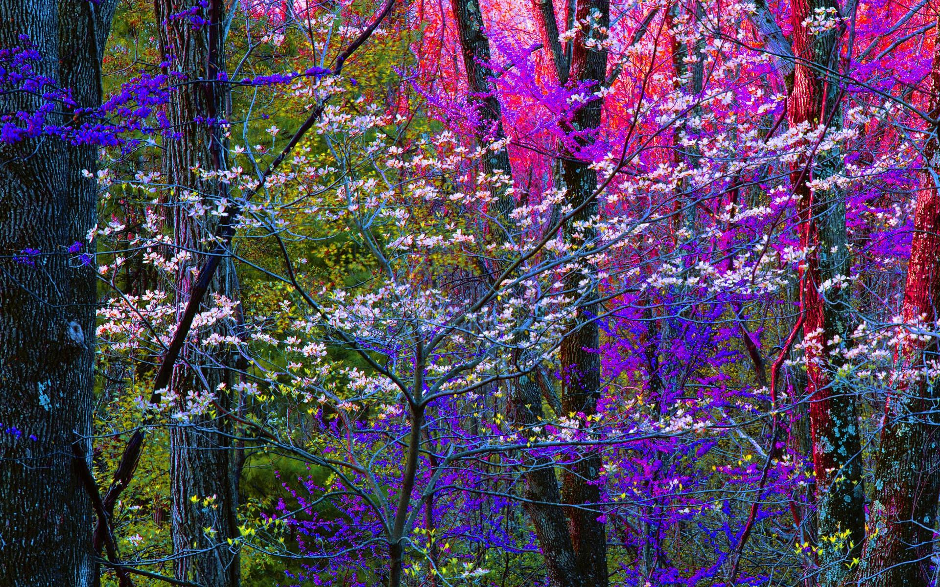 Blooming Forest wallpaper | nature and landscape | Wallpaper Better