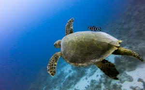 Turtle Tortoise Underwater Ocean Fish HD wallpaper thumb