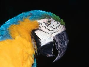 Blue Yellow Macaw wallpaper thumb