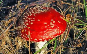 Red Mushroom wallpaper thumb