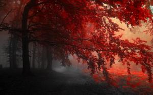 Red Forest Autumn wallpaper thumb