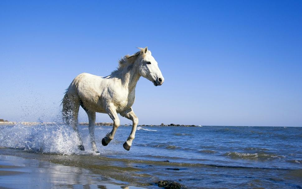 White Horse Running on the Beach wallpaper,stud HD wallpaper,ocean HD wallpaper,free HD wallpaper,relaxing HD wallpaper,1920x1200 wallpaper