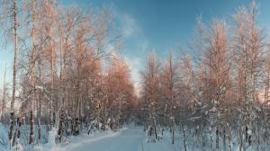 Winter, birch, snow, road wallpaper thumb