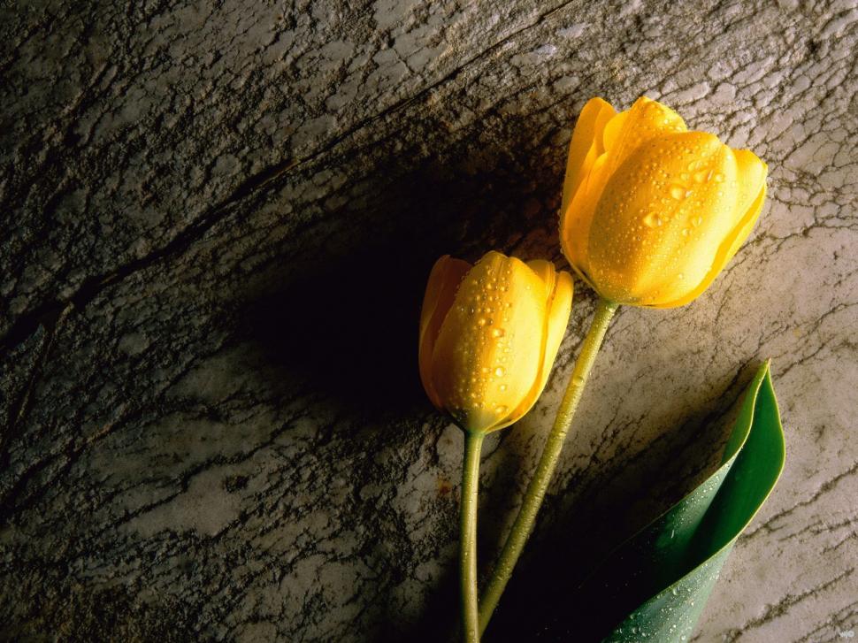 Two Wet Yellow Tulips wallpaper,yellow wallpaper,tulips wallpaper,1600x1200 wallpaper