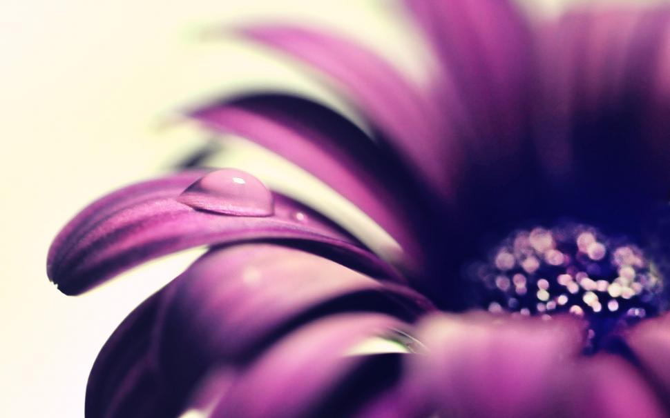 Purple flower petals close-up, water drop wallpaper,Purple HD wallpaper,Flower HD wallpaper,Petals HD wallpaper,Water HD wallpaper,Drop HD wallpaper,2560x1600 wallpaper