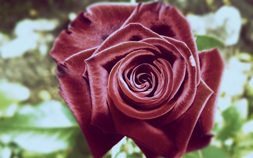 Red roses close-up photography wallpaper,Red HD wallpaper,Rose HD wallpaper,Photography HD wallpaper,2560x1600 wallpaper
