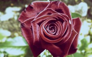 Red roses close-up photography wallpaper thumb