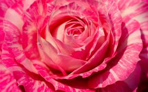 Pink rose macro photography, petals, flower close-up wallpaper thumb