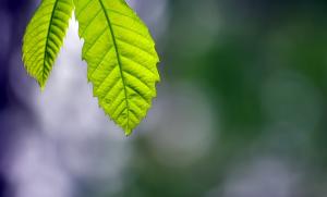 Leaves, Macro, Green, Bokeh wallpaper thumb