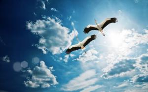 Two heron flying in the blue sky, white clouds wallpaper thumb