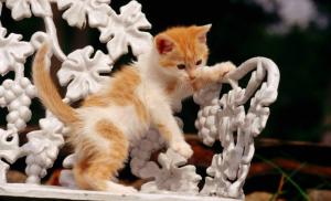 Kitten Playing wallpaper thumb