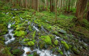 Stream Landscapes Rees Forest Image Gallery wallpaper thumb