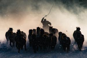 horse, mongolia, snow, winter, storm wallpaper thumb
