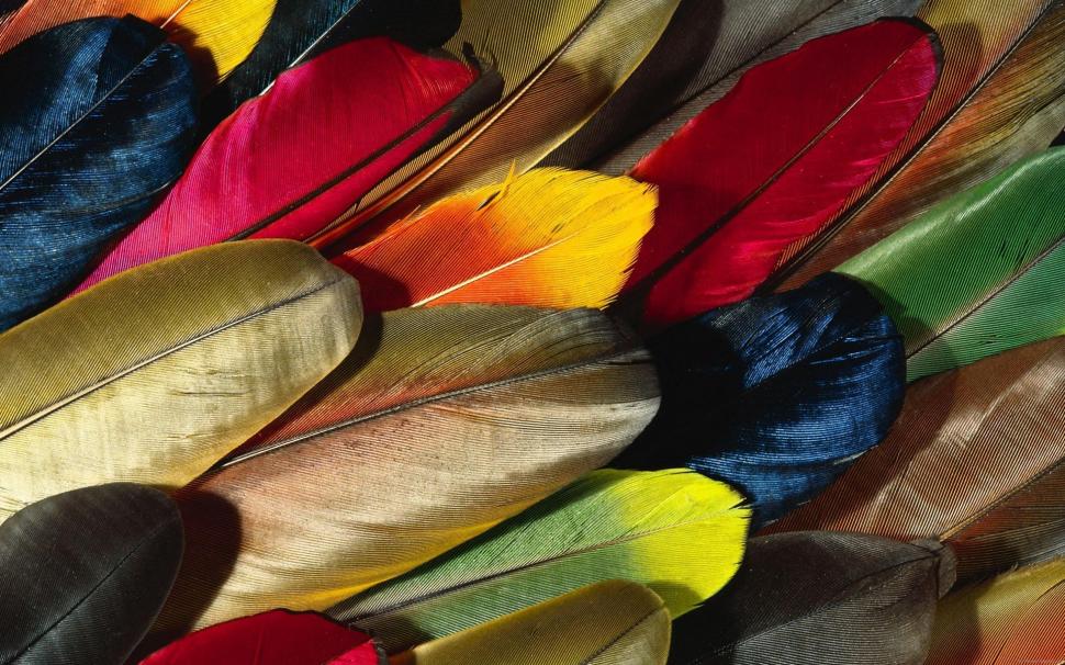Colorful parrot feathers wallpaper,feather HD wallpaper,diverse HD wallpaper,parrot HD wallpaper,animal HD wallpaper,plume HD wallpaper,color HD wallpaper,2880x1800 wallpaper