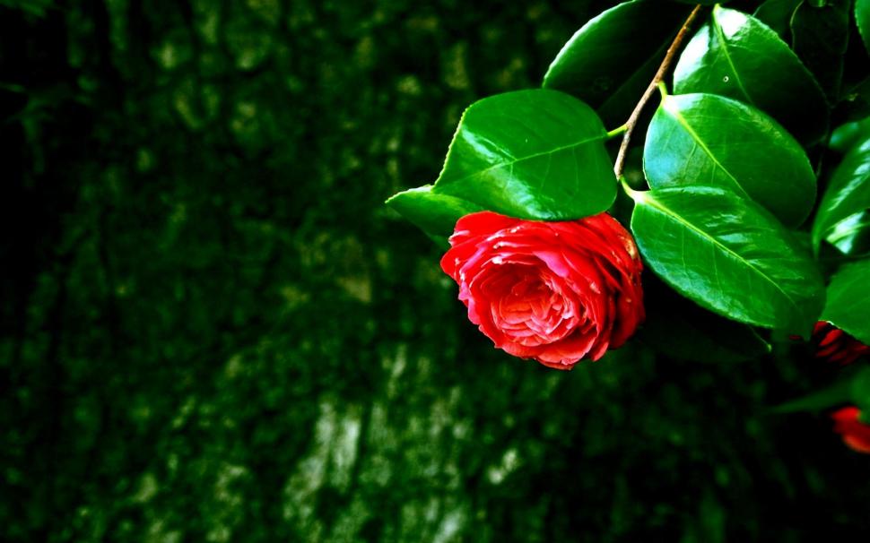 A Rose For Adeleg wallpaper,flower HD wallpaper,friendship HD wallpaper,rose HD wallpaper,gift HD wallpaper,nature & landscapes HD wallpaper,1920x1200 wallpaper