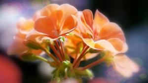 Orange flowers, bokeh, macro wallpaper thumb