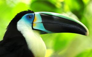 Bird macro photography, toucan, beak close-up wallpaper thumb