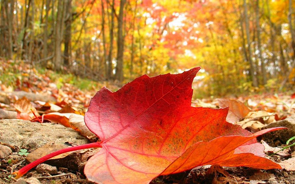 Red Leaf wallpaper,forest HD wallpaper,nature HD wallpaper,leaf HD wallpaper,autumn HD wallpaper,nature & landscapes HD wallpaper,1920x1200 wallpaper