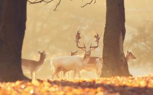 Deer in the forest, warm sun wallpaper thumb