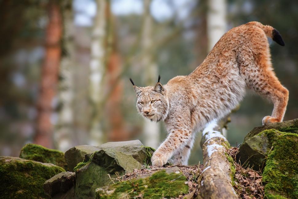 Lynx on stones wallpaper,lynx HD wallpaper,a predator HD wallpaper,stones HD wallpaper,2048x1365 wallpaper