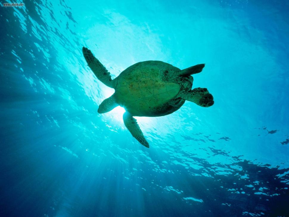 Sea Turtle, Animals, Sea, Blue, Sunshine wallpaper,sea turtle wallpaper,animals wallpaper,sea wallpaper,blue wallpaper,sunshine wallpaper,1600x1200 wallpaper