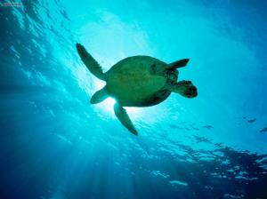 Sea Turtle, Animals, Sea, Blue, Sunshine wallpaper thumb