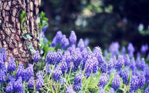 Grape hyacinth flowers, blue, forest, trees wallpaper thumb